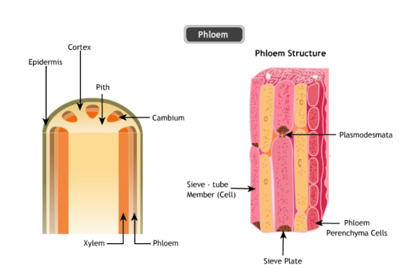 A visual representation of complex tissues from class 9 science chapter 6 - Tissues