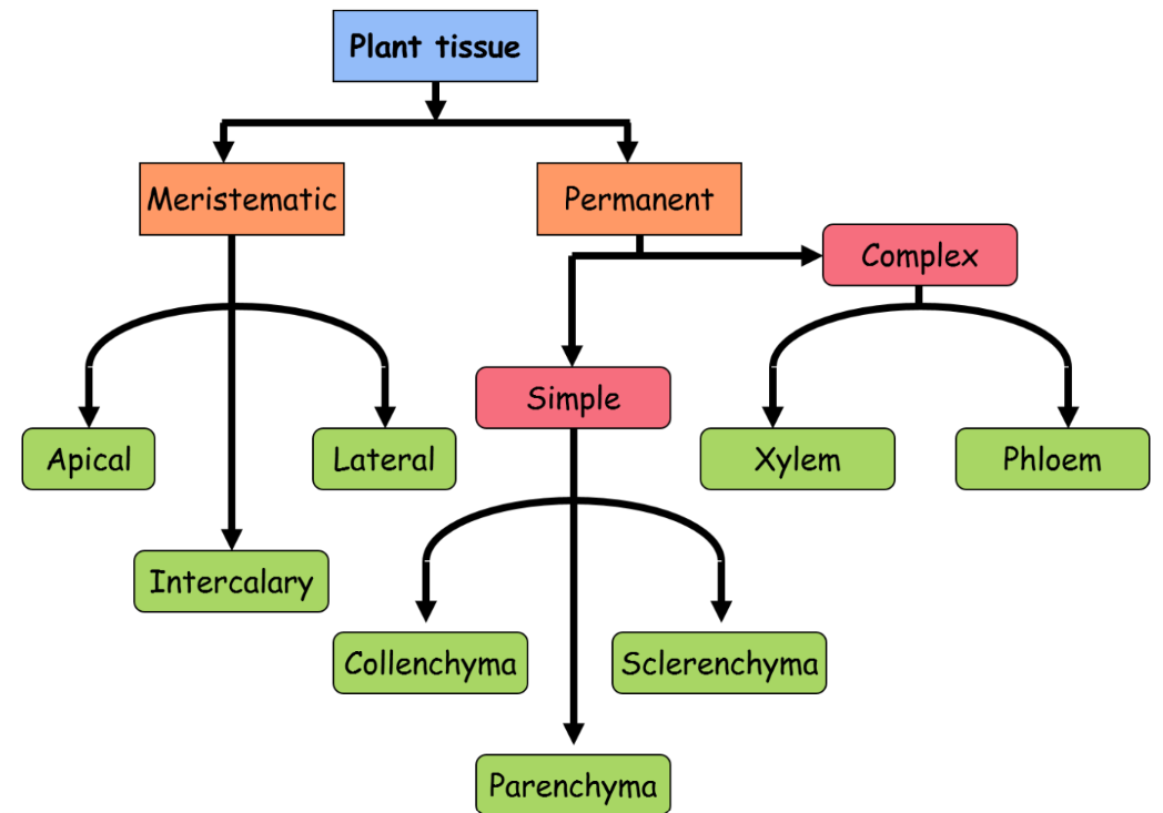 A visual representation of types of tissues in plants from class 9 science chapter 6 - Tissues