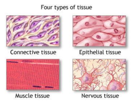 A visual representation of four types of tissues from class 9 science chapter 6 - Tissues