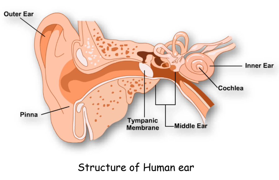 a visual depicting the structure of the human ear from class 9 science chapter 11 - sound