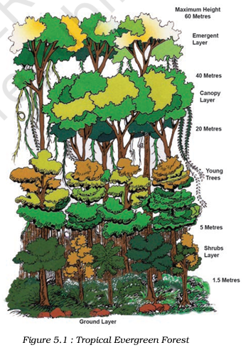 A visual of the tropical evergreen forests from class 9 geography chapter 5 - Natural Vegetation and Wildlife