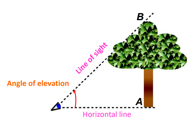 A visual of angle of elevation in a tree an example of applications of trigonometry from class 10 math