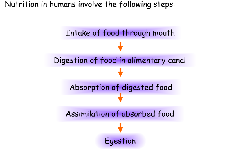 a visual representation of steps involved in nutrition in human beings from class 10 science chapter 5 - Life Processes