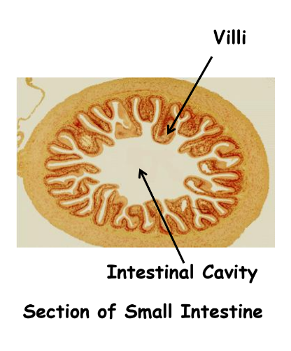 A visual of steps in human digestion from the chapter life processes