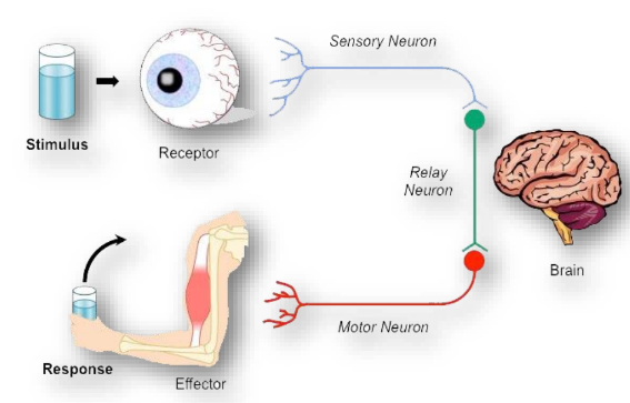 a visual of stimulus to response breakdown from class 10 science chapter 6 - Control And Coordination