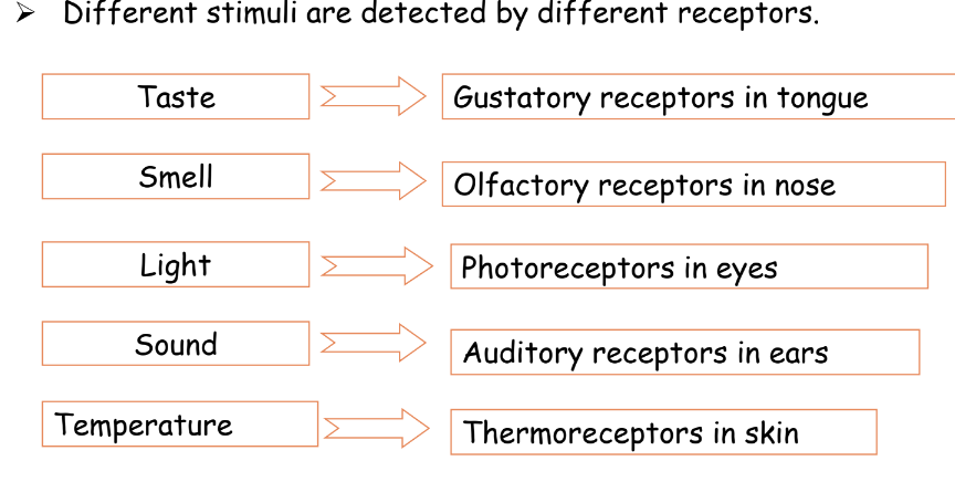 a visual of the nervous system from class 10 science chapter 6 control and coordination