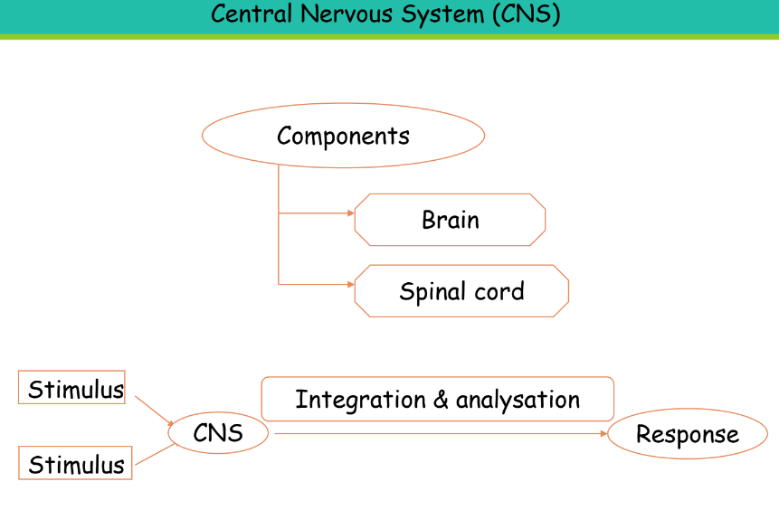 a visual of the divisions of the nervous system from class 10 science chapter 6 control and coordination