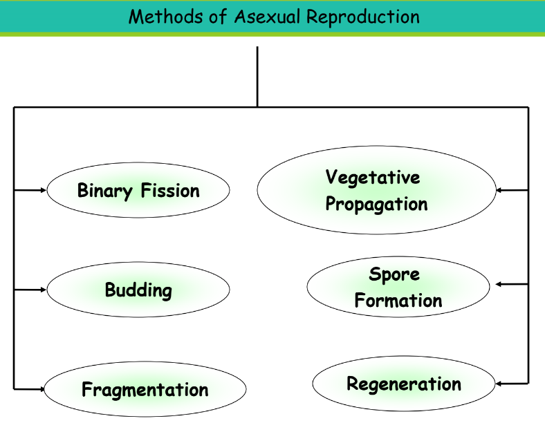 A visual showcasing the types of asexual reproduction from class 10 science chapter 7 - How do organisms reproduce