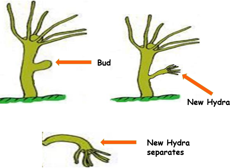 a visual example of asexual reproduction from class 10 science chapter 7 how do organisms reproduce