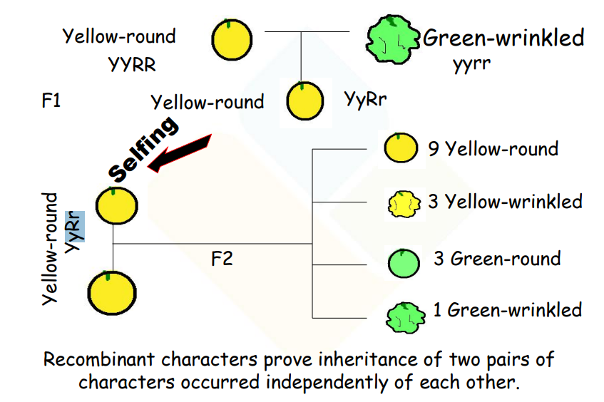 a visual of inheritance of two characters in heredity from class 10 science chapter 8