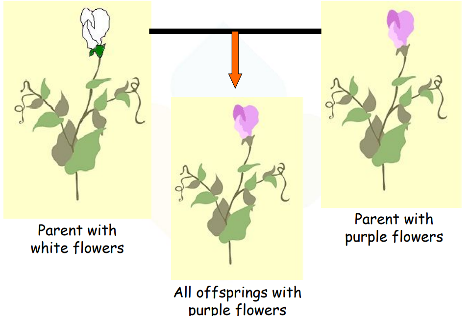 A visual of heredity in plants from class 10 science chapter 8