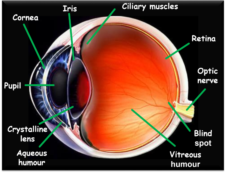 A visual depicting the parts of the human eye from class 10 science chapter 10