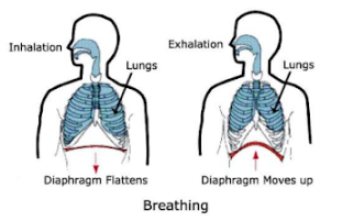 Complete Guide For Class 7th Science Chapter 6: Respiration in ...