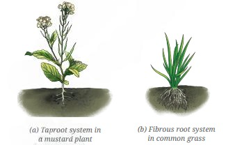 A visual of types of roots from class 6 science chapter 2 - Diversity in the living world