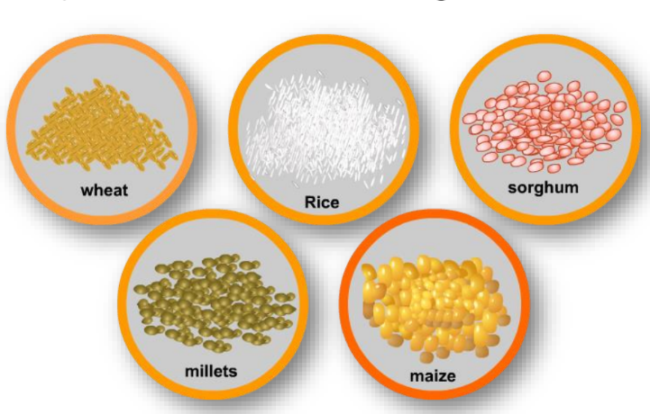 A visual representation of types of crops from class 9 science chapter 12 - Improvement in Food Resources