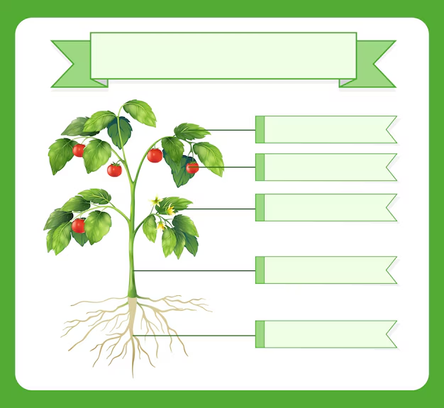 a visual representation of parts of plants from class 3 EVS chapter 4 - Getting to know plants