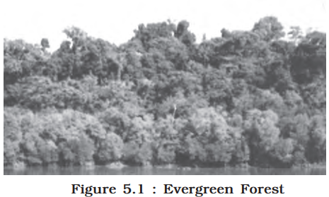 a visual of evergreen forest from class 11 geography chapter 5 - Natural Vegetation