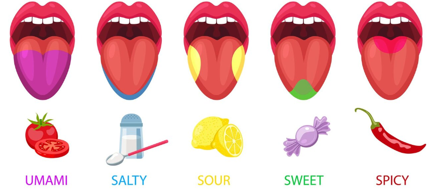 a visual representation of how we taste different foods from class 5 EVS chapter 3 - From Tasting to Digesting